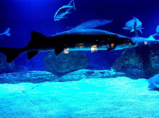 Beijing Aquarium